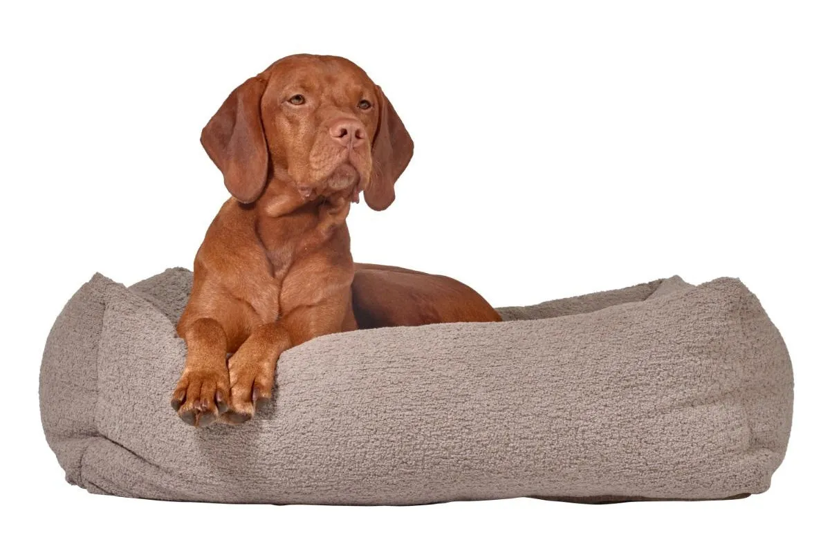 Lounger - The Franklin Latte - Dog Bed